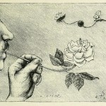 the magic rose