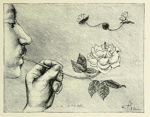 the magic rose
