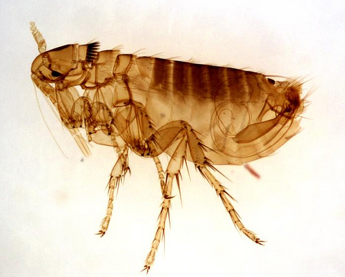 adult male Oropsylla Montana flea by Kat Masback