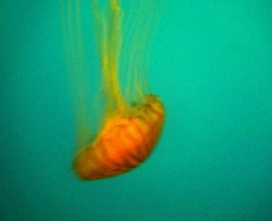 mindgallery orange jellyfish