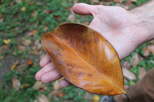 Magnolia Leaf by Connie Ma