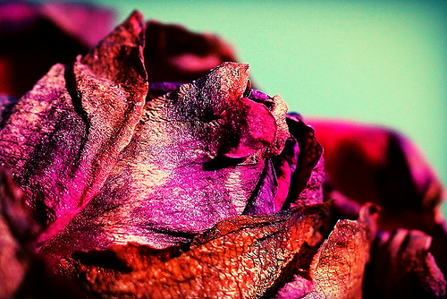 Rose in Winter by Renee Grayson