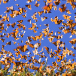 Monarchs in Motion by Tarnya Hall