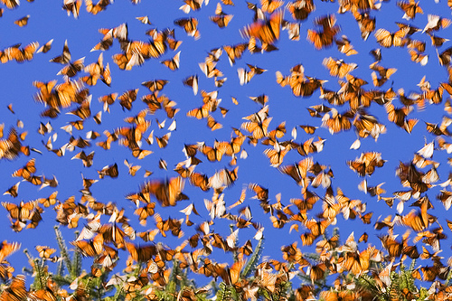 Monarchs in Motion by Tarnya Hall
