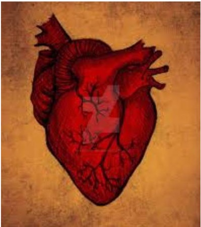 The Human Heart by unknown