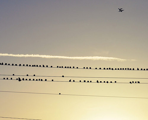 Every Bird, No matter What Size, They all have a Life and a Story of Their Own. (explore) by Colton Witt