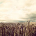 Field of Wheat on the Last Day of Summer