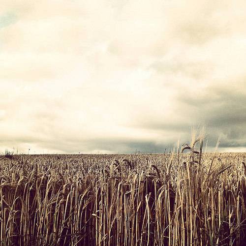 Field of Wheat on the Last Day of Summer