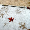 Leafprints on Footpath by Jill