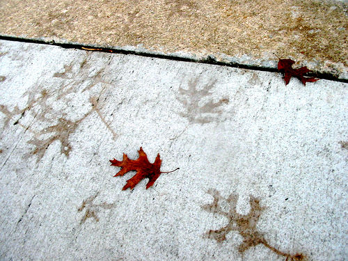 Leafprints on Footpath by Jill