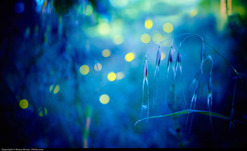 fireflies by moyan brenn