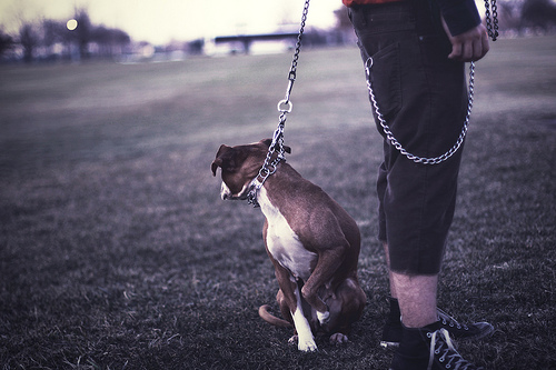 Guard Dog by Michael LaNasa