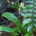 Swamp Saxifrage