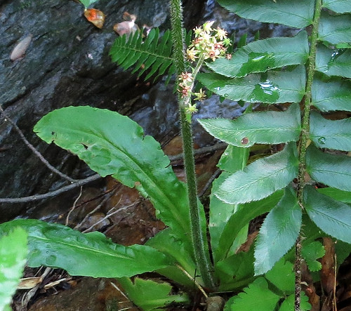 Swamp Saxifrage