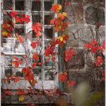 autumn window