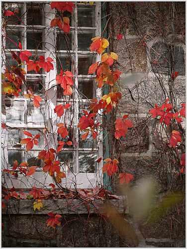 autumn window