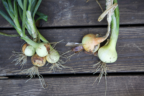 Forum Onions by Susy Morris