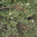 Saxifraga granulata from Dr. Mary Gillham Archive