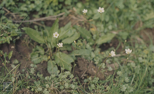Saxifraga granulata from Dr. Mary Gillham Archive