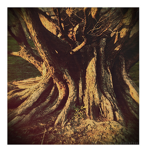 Tree Trunk by John Barentine