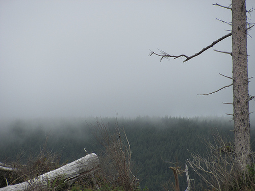 Cape Lookout by celmensk