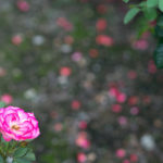Rose Garden by Peaceful Scenery