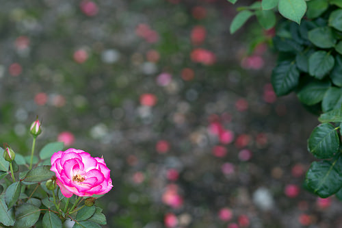 Rose Garden by Peaceful Scenery