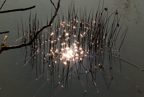 Star Catcher bu Jos van Wunnik