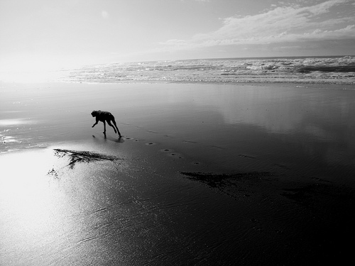 A Run on the Beach by danisabella