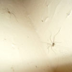 Two Spiders on Wall by Dunnock D