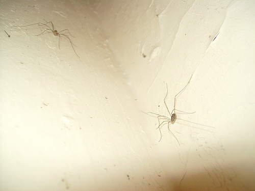 Two Spiders on Wall by Dunnock D