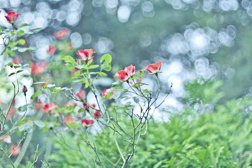 Portland International Rose Garden by Lacey Kasten