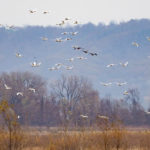 , Swans Tundra by Michael Janke