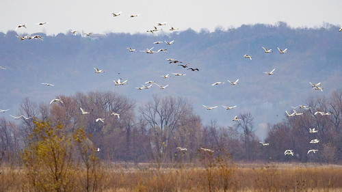 , Swans Tundra by Michael Janke