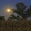 Harvest moon by unknown