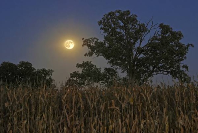 Harvest moon by unknown