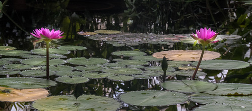 San Francisco Botanical Gardens by John Cook