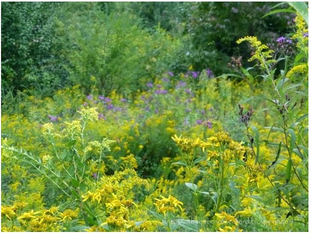 Wild Flowers by unknown